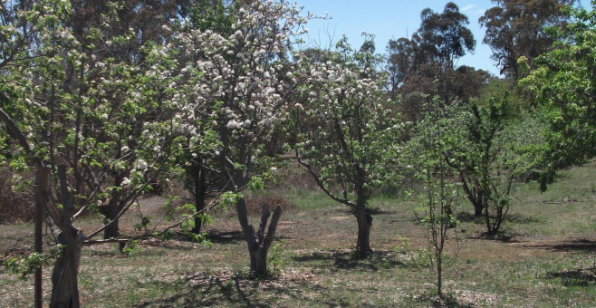 Weston Creek Orchard