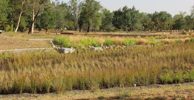 Reducing water pollution: How do rain gardens work in Canberra?