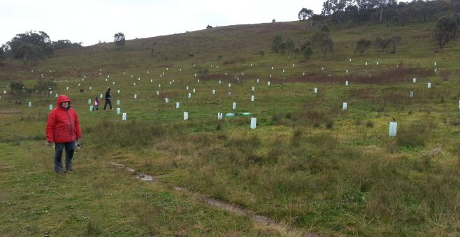 Urambi Hills Planting Day